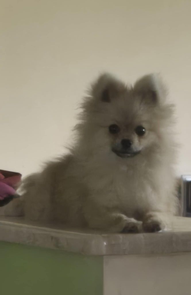Piesek Szpic Miniaturowy Pomeranian
