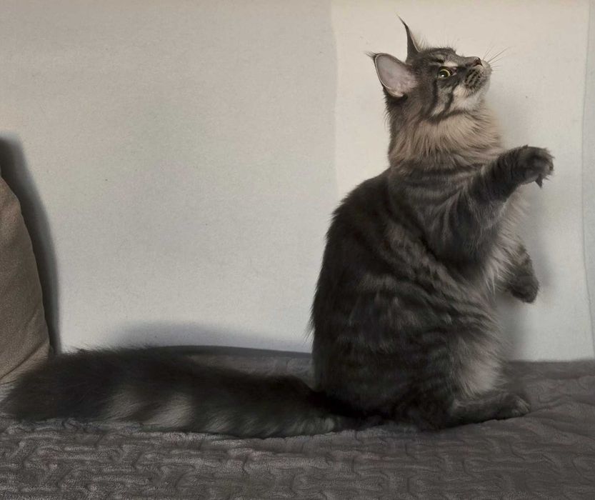 Koteczka Maine Coon Liri