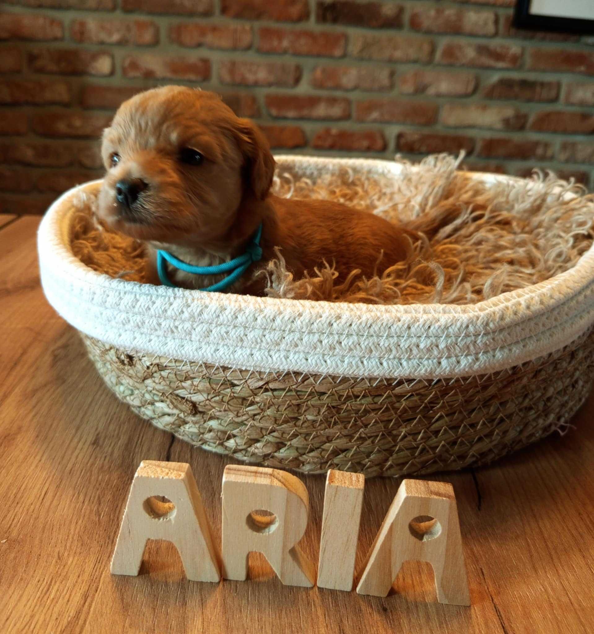 Maltipoo F1 Aria zarezerwowana