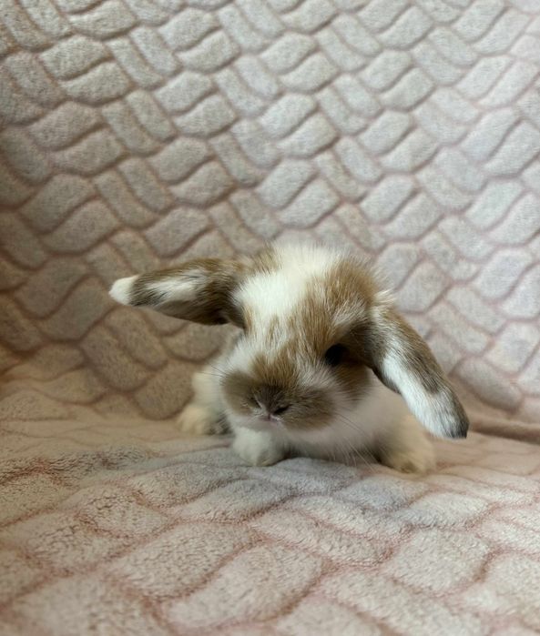 Królik miniaturka,  króliki karzełki tedi długowłose Mini lopki