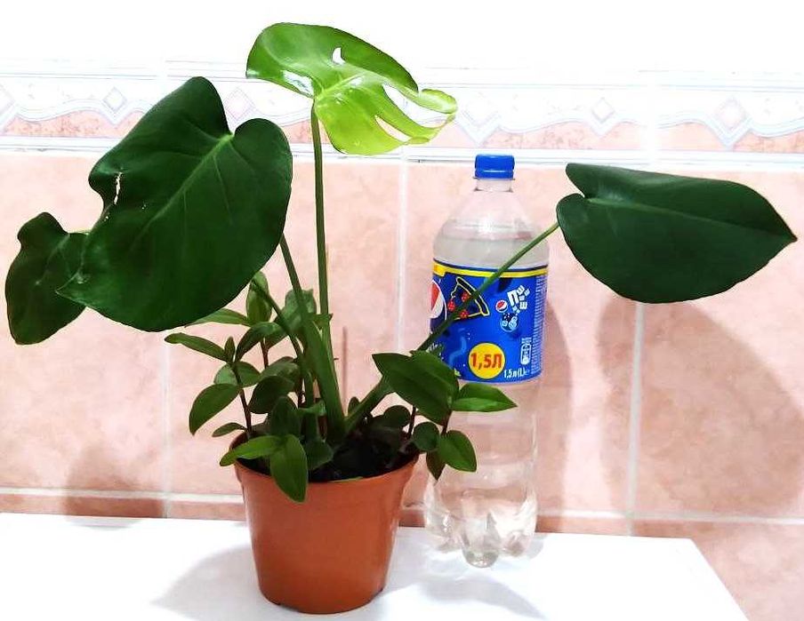 Алое, Антуріум, Сингоніум, Монстера