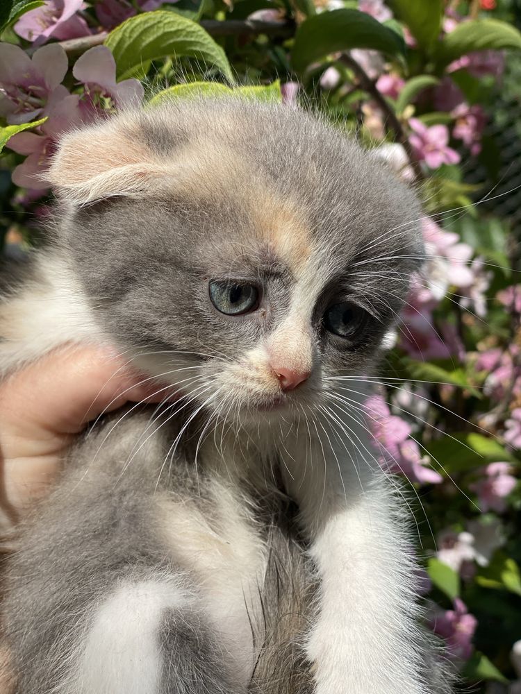Кошечка 2 месяца