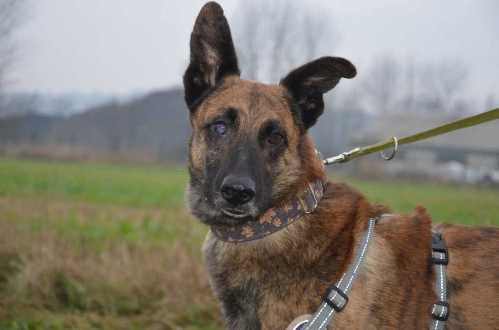 Oreo w typie labradora holenderskiego ADOPCJA
