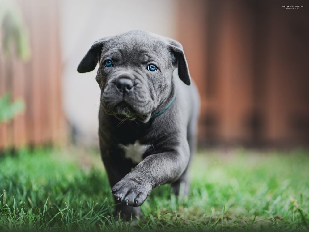 Cane Corso ZKwP/FCI Po pięknych i wyjatkowych rodzicach.