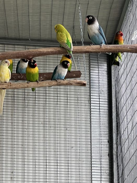 Agapornis ficher e personatus sexados