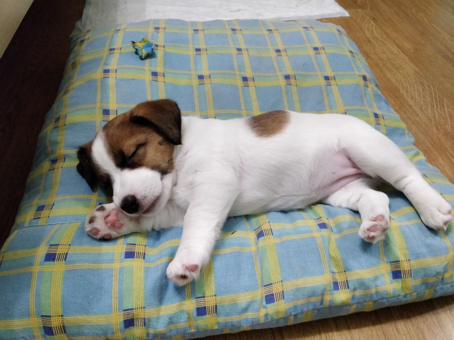 Щенки Джек Рассел терьер