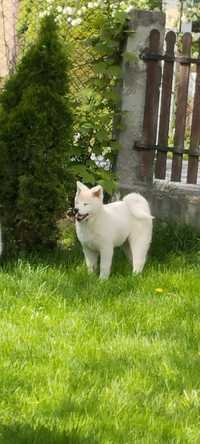 Akita Inu Piesek