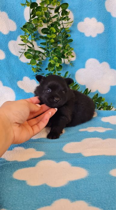 Excelente menina Lulu da Pomerânia/ Spitz Alemão Anão de Qualidade