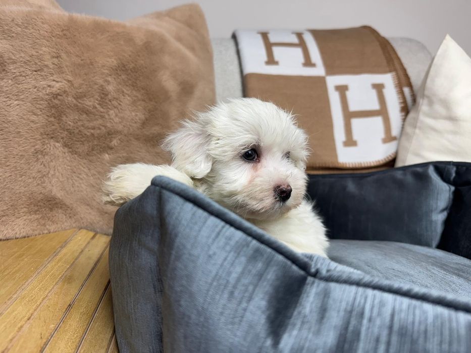 maltanczyk szczeniak