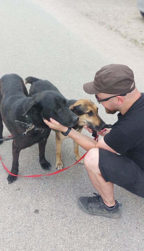 Przyjacielski Rodos poleca się do adopcji!