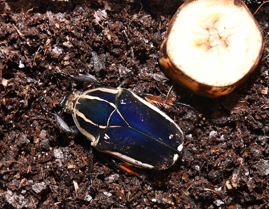 Żywe chrząszcze IMAGO Mecynorhina torquata ugandensis, PARA !. P1