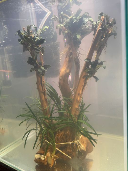 Gotowy zestaw roślin korzeń