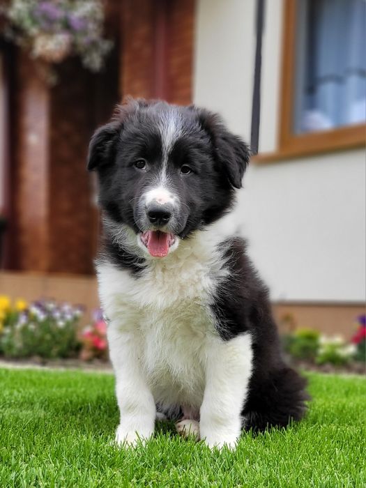 Border Collie Śliczny Piesek