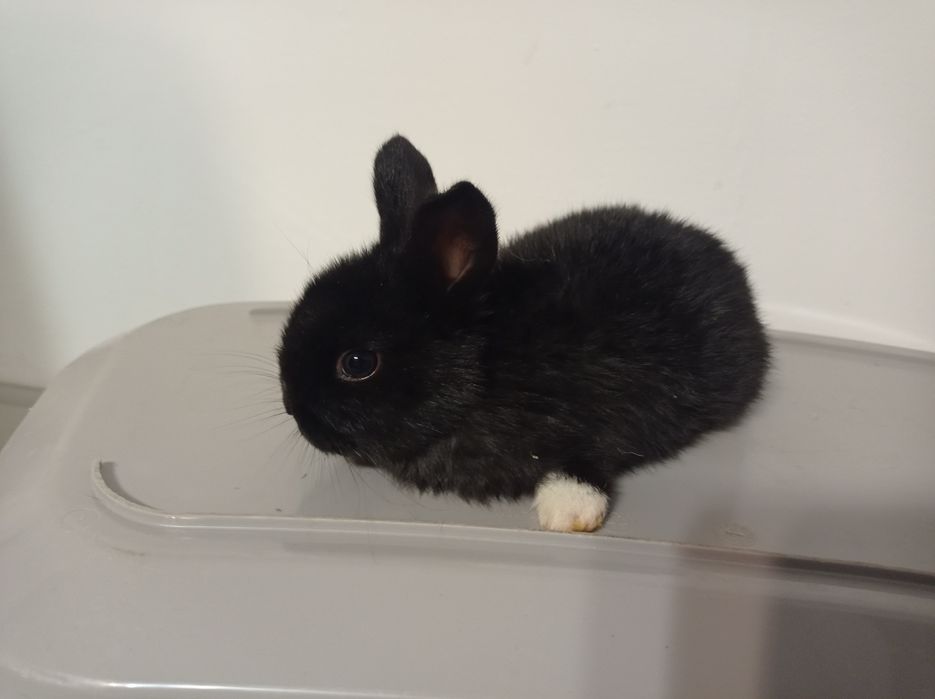 Króliki miniaturki karzełki Teddy