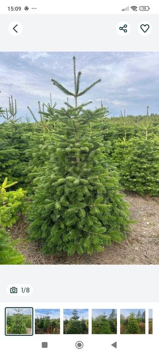 Okazja! Jodła kaukaska.Tanio!