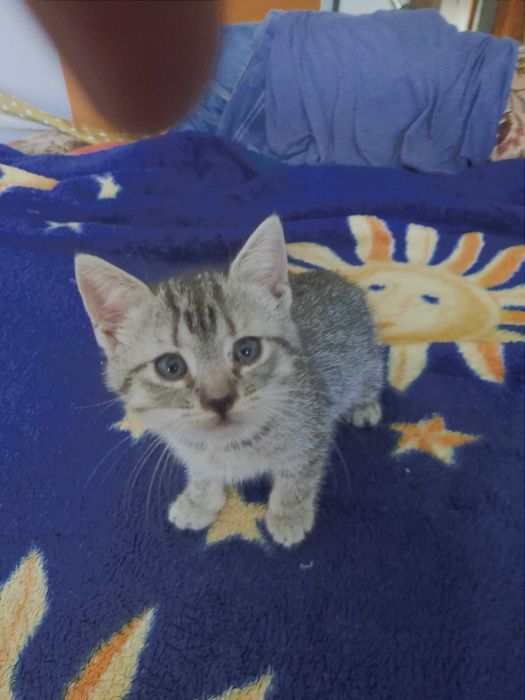 Kotki szukają domu.