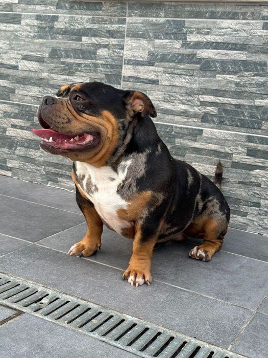 MACHO TRIBLACKMERLE PARA MONTAS