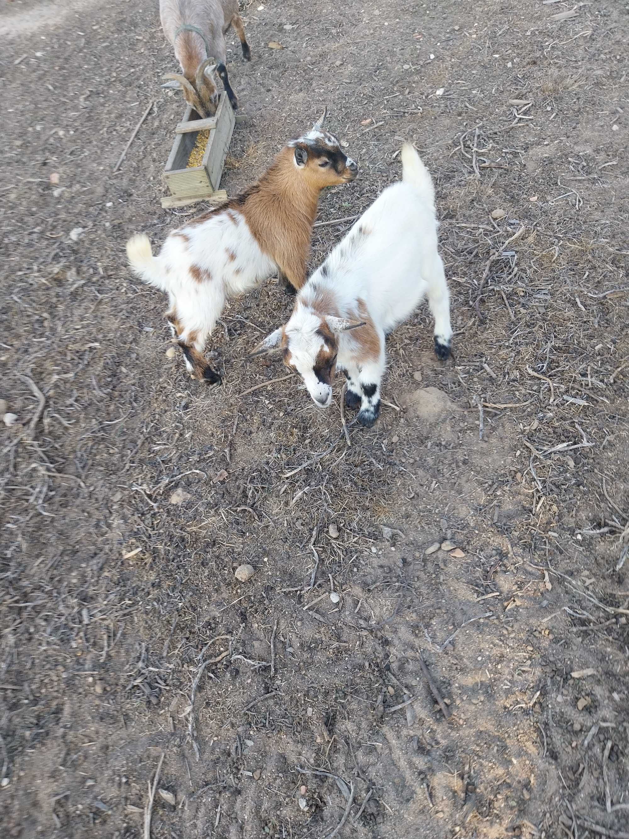 cabras anãs felizes