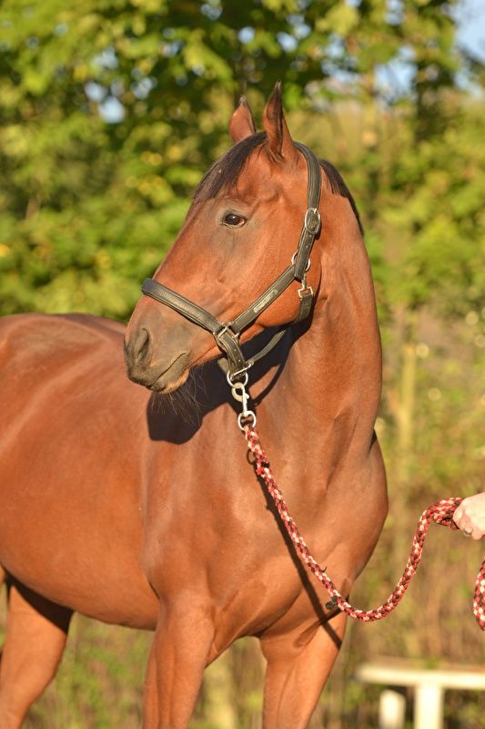 Klacz xx, 6 lat, źrebna ogierem po Dominatorze