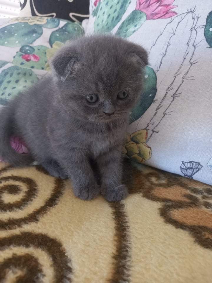 Scottish fold macho
