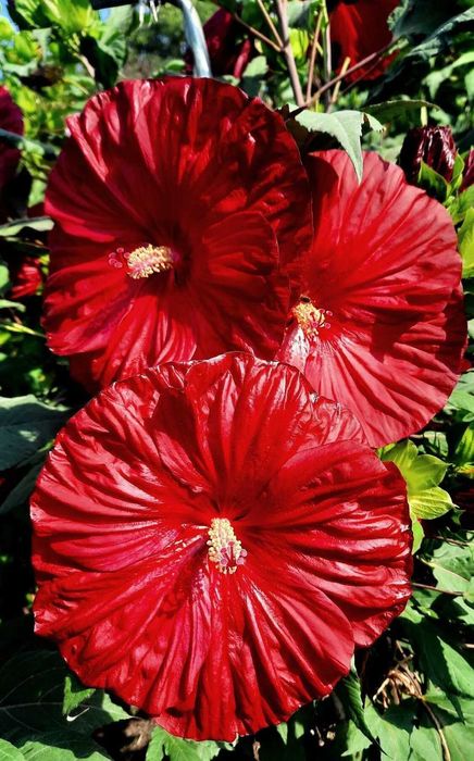 Трав'янистий гібіскус