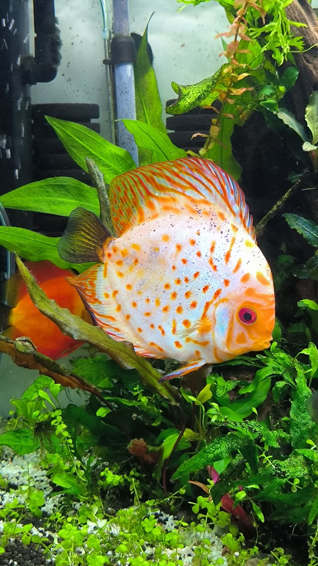 Peixe disco fêmea adulta