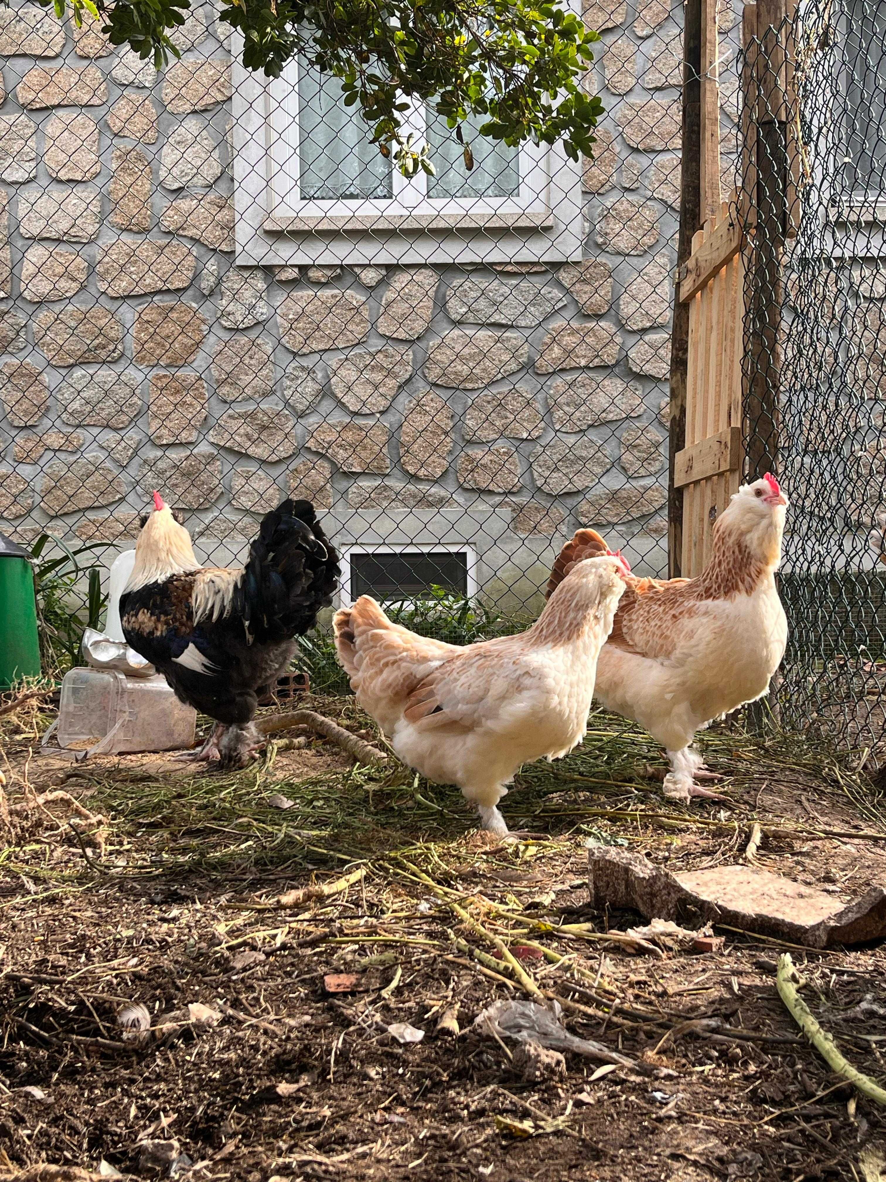 FAVEROLLES (ovos e aves)