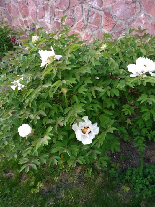 Трёхлетние Саженцы древовидного пиона