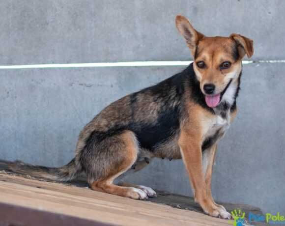 Sukcza DRÓPCIA szuka nowego domku!