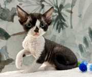 Devon rex, piękny kocur FPL,FIFE