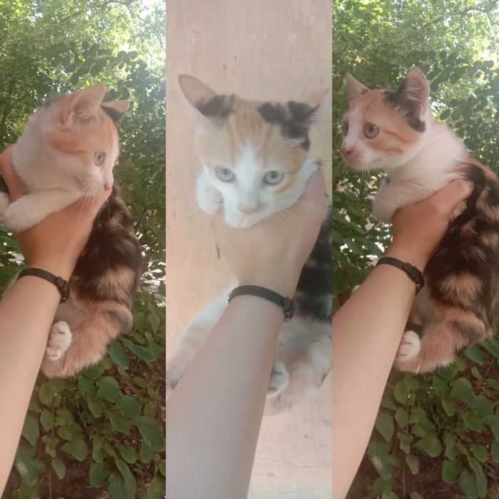 Котенок девочка. Котята бесплатно. Кошечка. Кошка даром