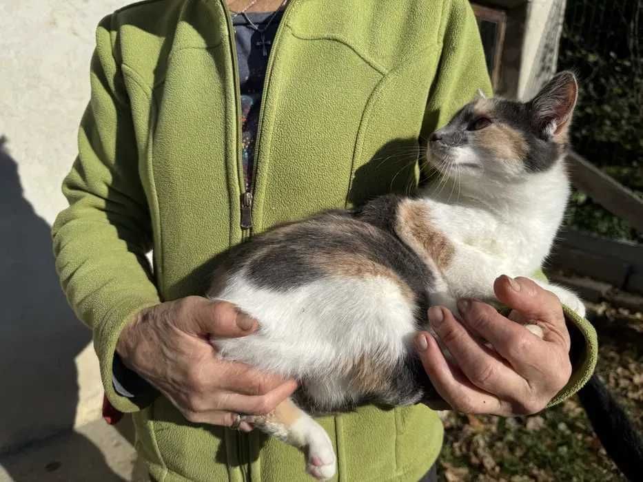 Przepiękna młoda kicia do adopcji