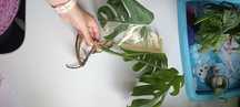 Monstera variegata
