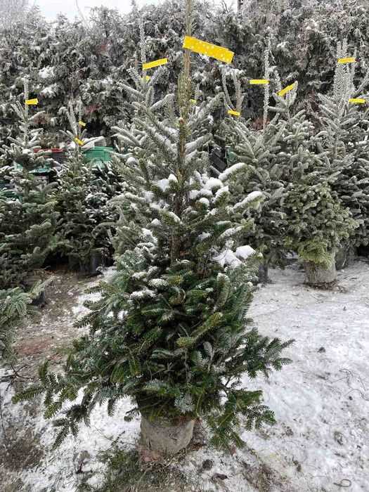 Ель, сосна, пихта, рододендрон, древесный пион, туи, можевельник