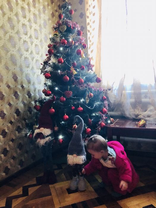 Сосна новорічна