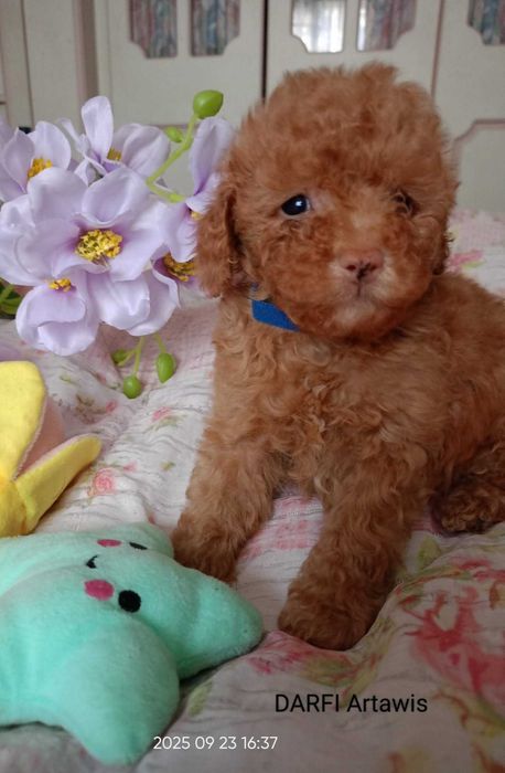 Pudel  Toy/miniatura samczyk