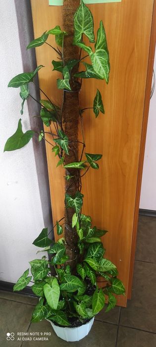 Красивый сингониум на кокосовой палке