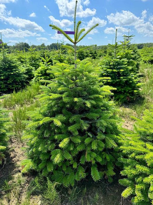 Jodła kaukaska choinki