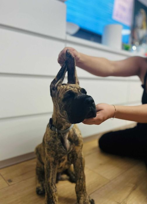 Dog Niemiecki szczenię FCI