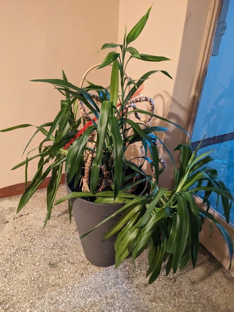 Kwiatek Juka dracena