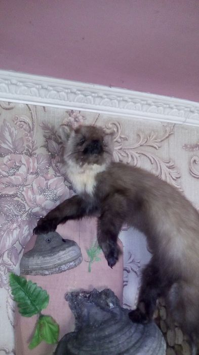 Продам чучало куниці