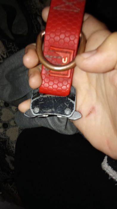 Нашийник вау дог