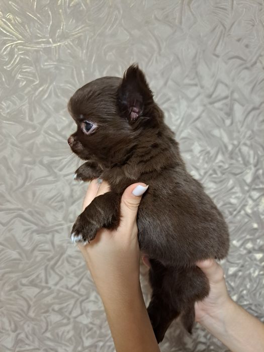 Шикарная малышка чихуахуа