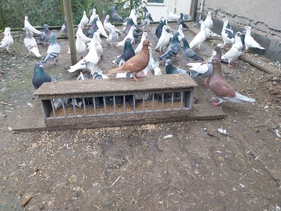 Gołębie pocztowe i mieszańce