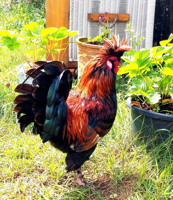 Kogut Pawłowski na sprzedaż