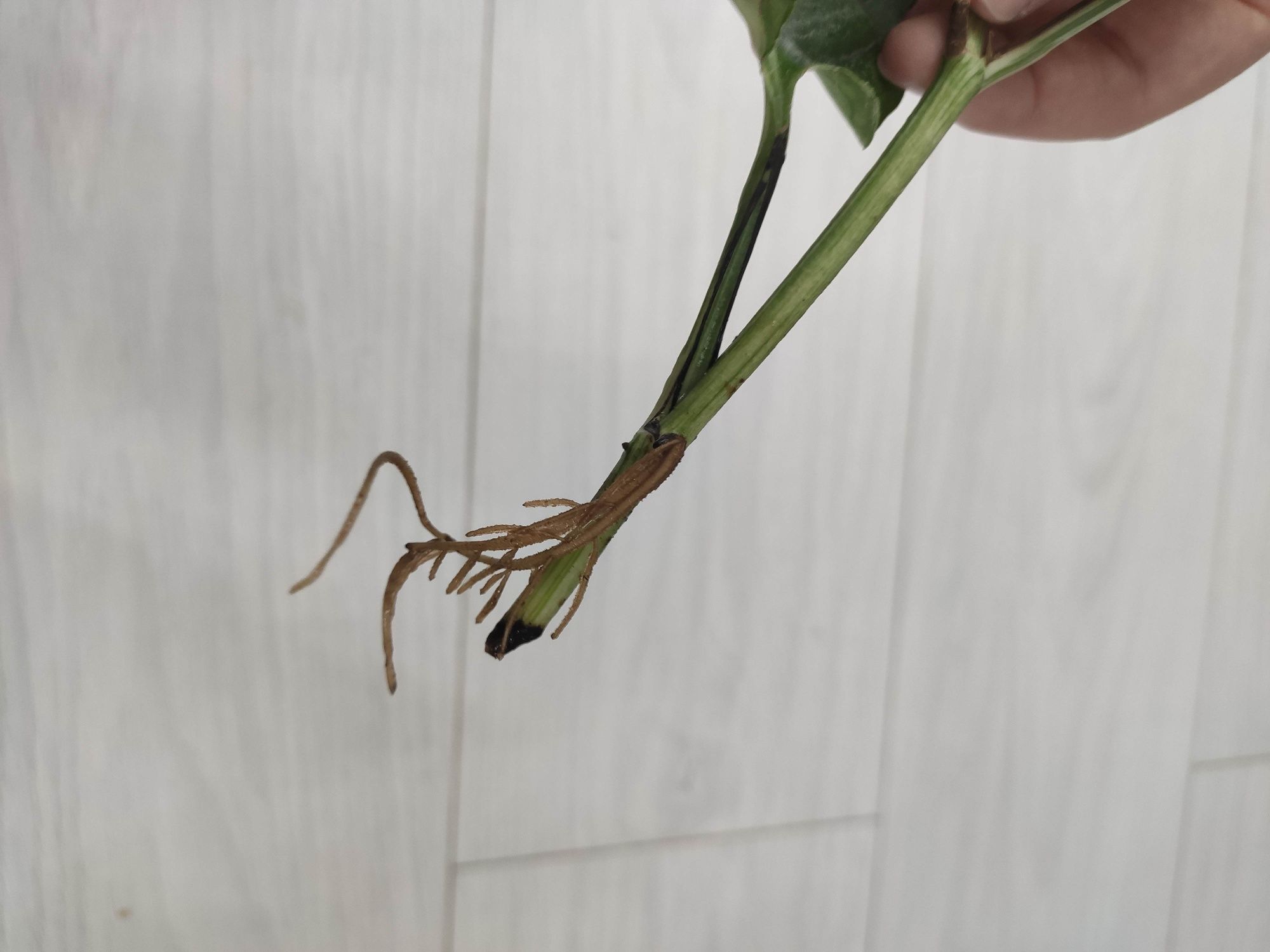 Epipremnum pinnatum marble variegata