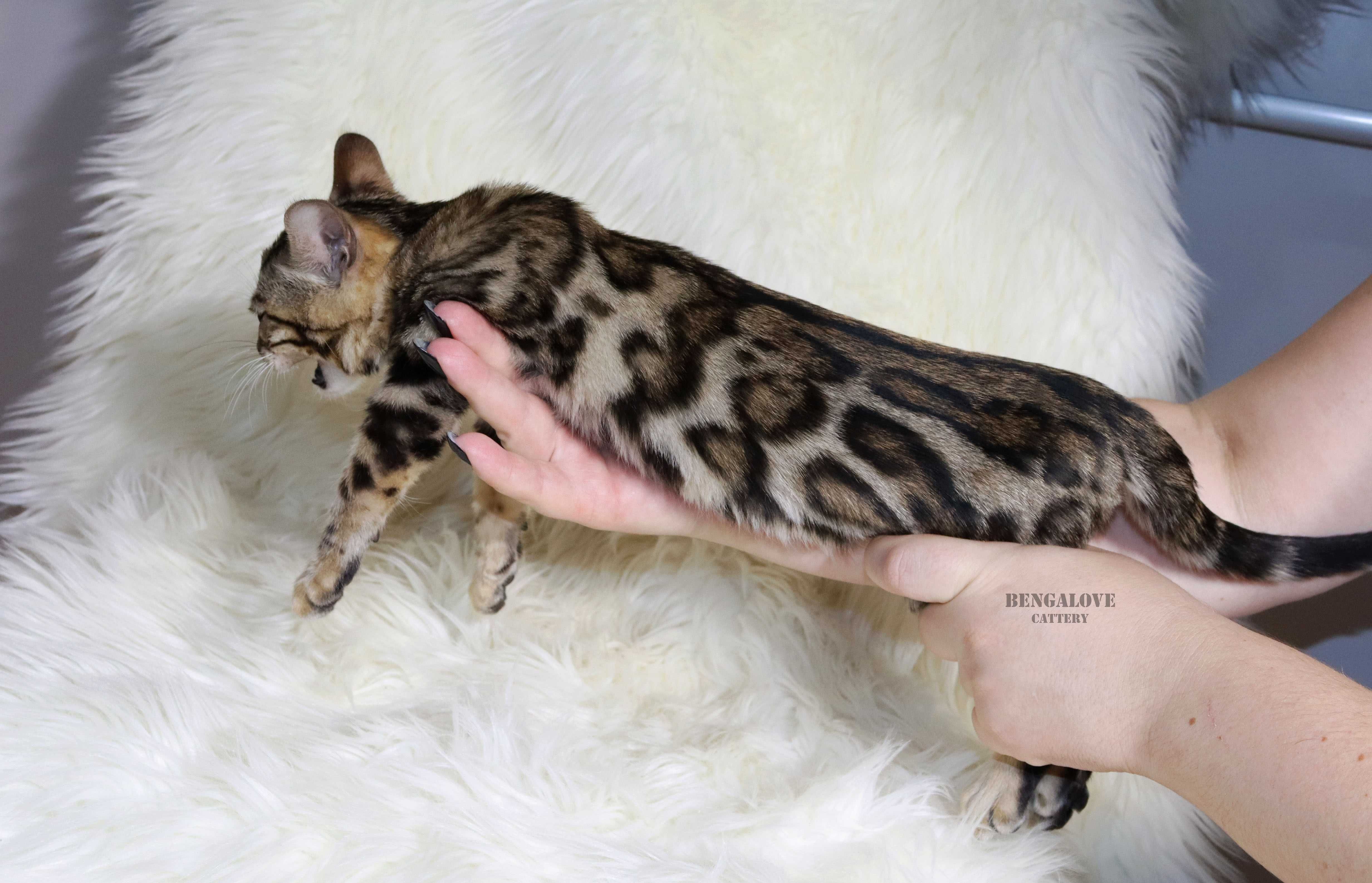 Bengalski chłopak