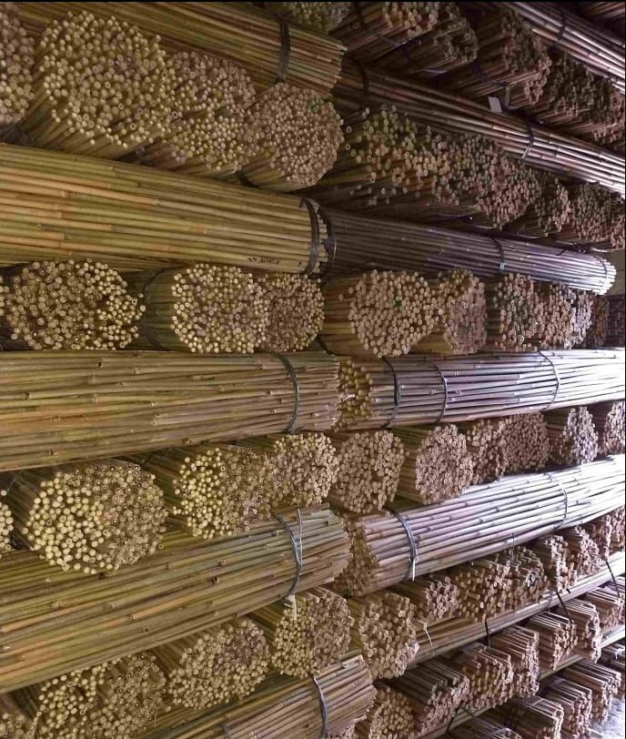 Tyczki Bambusowe 60 Cm 10/12 mm /100 Szt./