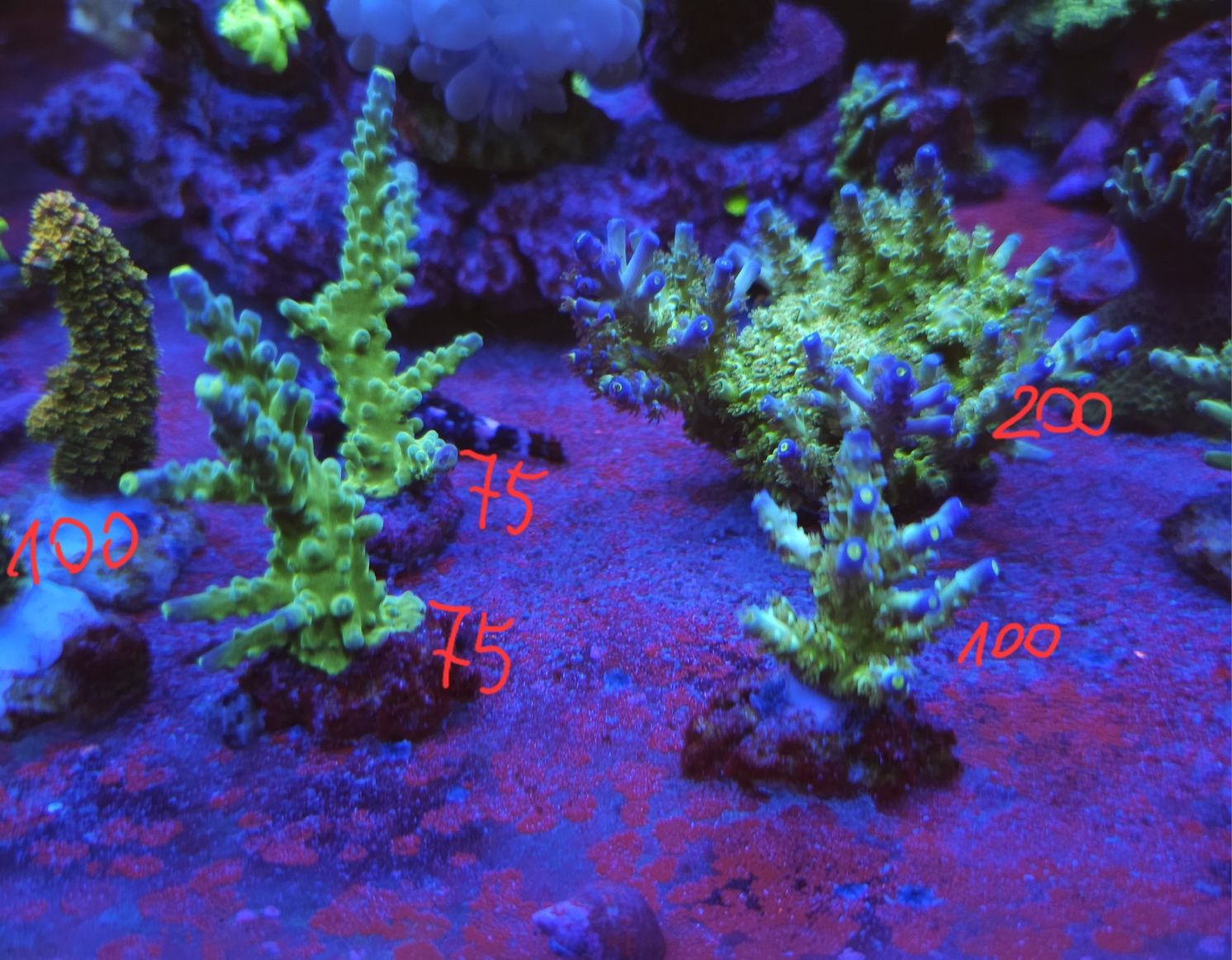 Acropora acropory szczepki sps