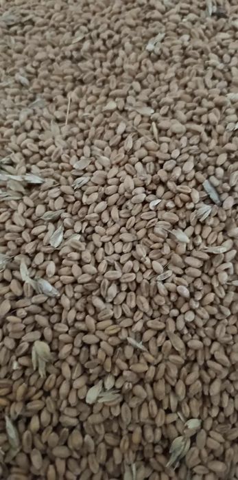 Pszenica  Ozima Patras